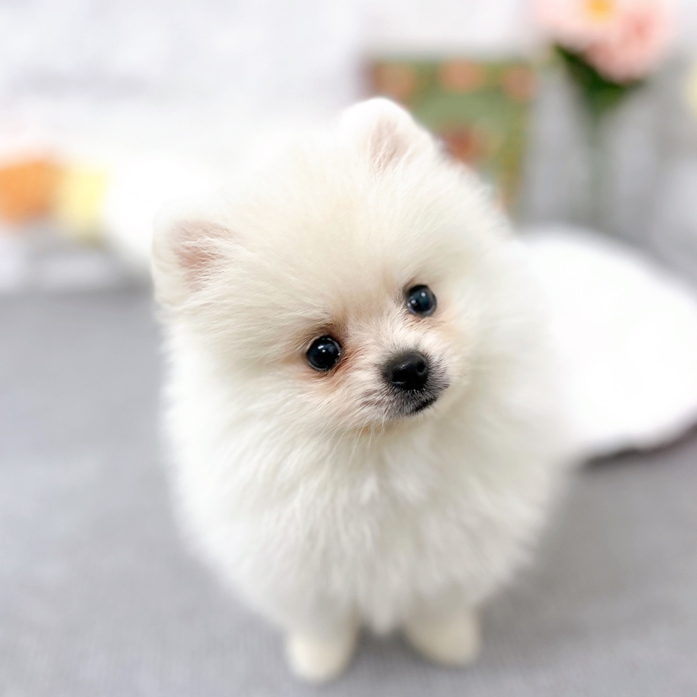 ⭐︎専用⭐︎ ポメラニアンの足様 ポメラニアンの若様 (@pomeranian_waka) / Posts / X